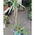 Garden Yucca plant with new off-shoot 6 thumbnail