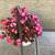 A large flowering begonia plant in a pretty white ceramic pot 4 thumbnail