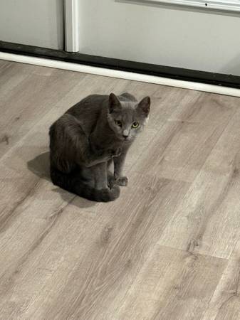 Kittens to a new home- Bella and Rain64146955766657123
