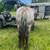 6 year old solid trail appy gelding 4 thumbnail