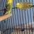 Parakeets 6 thumbnail