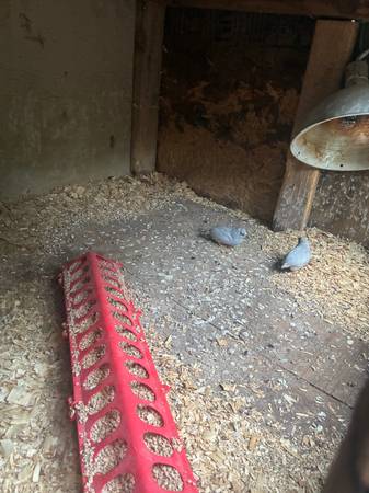 Button quail 1