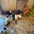Barn cat and kittens 2 thumbnail