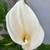 Blooming Calla Lily 1 thumbnail