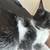 Kitten needs Rehoming 3 thumbnail