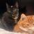 kittens 2 thumbnail