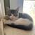 Kittens need forever home 🐾 3 thumbnail