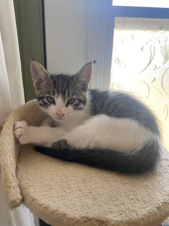 Kittens need forever home ? (Whittier)63656443999875122