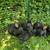 Champagne d'argent meat Rabbits, full pedigree, bucks does 2 thumbnail