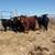 Why buy Limousin bred Heifers 2 thumbnail