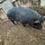 Ipp cross gilts 1 thumbnail