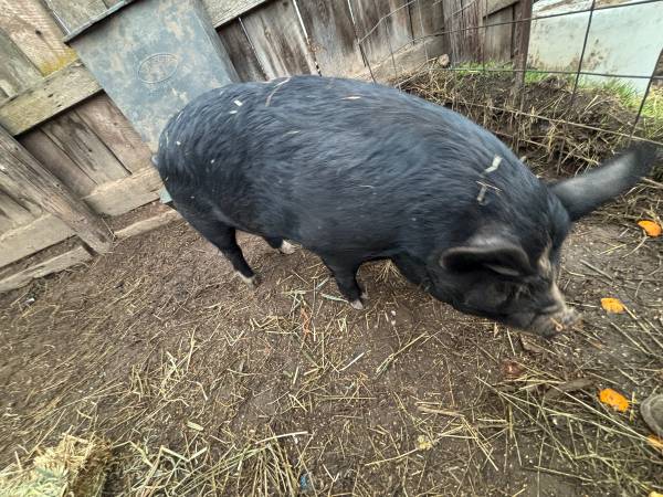 Ipp cross gilts 1