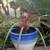 **Special Price! Healthy Pygmy palm, King palm, Staghorn Fern 16 thumbnail