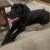LOST BLACK LAB 1 thumbnail