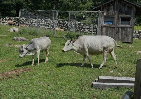 Mini cows 1