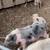 Miniature Piglets 9 thumbnail
