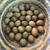 Button quail chicks! 3 thumbnail