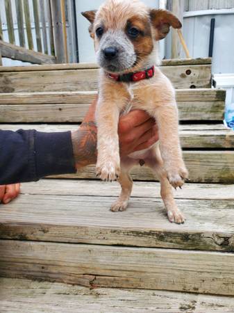 para adopción (West Lafayette)63680163276929122