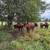 cows 8 thumbnail