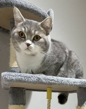 Gato de 1 año busca un nuevo hogar