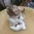 Retired Lladro Cat Figurine #5114 Mint 4 thumbnail