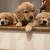 A new best friend Golden retriever full of love 3 thumbnail