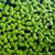 Duckweed 1 thumbnail