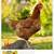 Chickens 3 thumbnail
