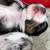 Toy/mini Aussie 6 thumbnail
