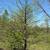 Large shade trees, $350 Planted 8 thumbnail