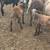 Katahdin Sheep 3 thumbnail