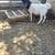 3 ewe dorper lambs 2 thumbnail