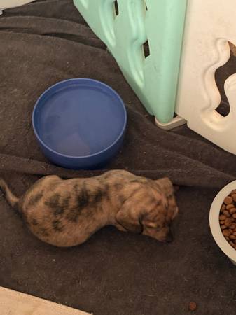 Purebred dachshunds (East Wenatchee)