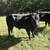 Really nice steer and heifer 3 thumbnail