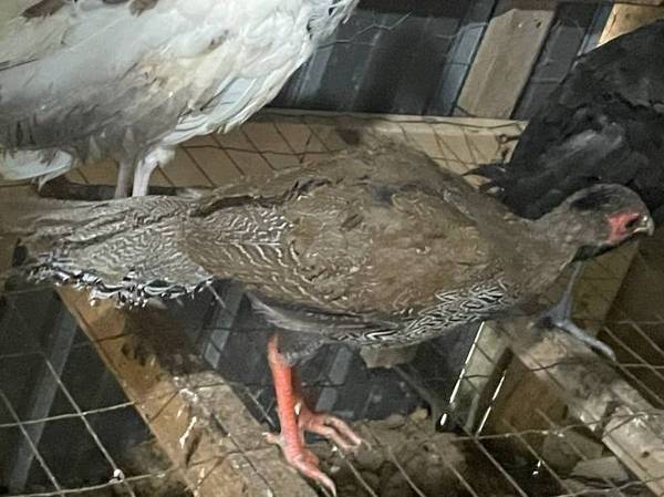Young Pheasant and peacock 1