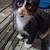 Kittens looking for good homes 2 thumbnail