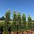 Ficus nitida indian laurel privacy hedge 5 thumbnail