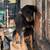 Female Rottie puppy 2 thumbnail