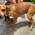 chiweenie puppies needing home 2 thumbnail
