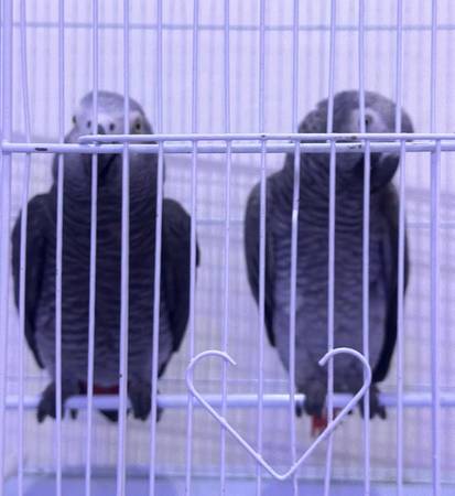 Pair of cute greys with cage 1