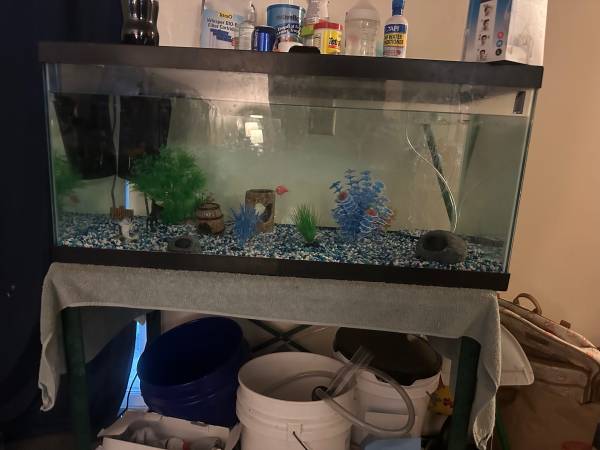 Fish tank with fish