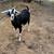 Goats for sale 10 thumbnail