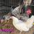 Serama Chicken Hatching Eggs Mixed Color 4 thumbnail