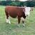 Mini Cattle 10 thumbnail