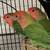 4 Peachfaced Lovebirds with Cage & Nest Boxes 2 thumbnail