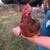 Young roosters 3 thumbnail