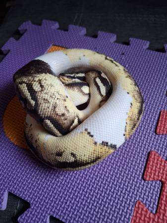 Rehoming ball pythons (Lincoln)63623063405699121