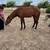 Andalusian 4 thumbnail