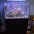 Complete Pro-Level Saltwater Reef Setup – Fully Automated & Established 1 thumbnail