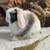Holland lop baby bunnies 6 thumbnail